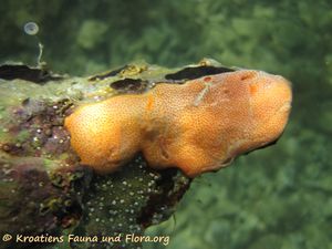 DidemComm Vir 130616 2797.jpg