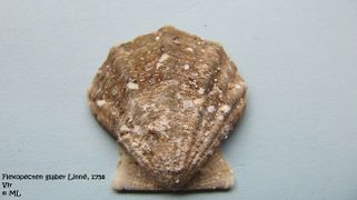 Rechte Schale, Vir 06/2010