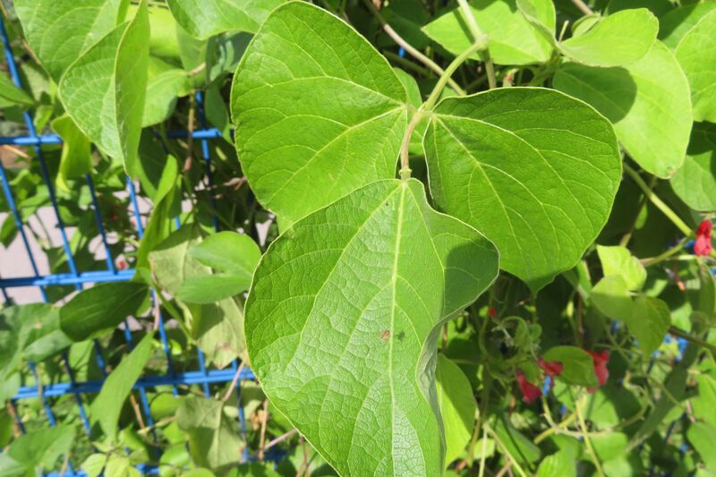 Datei:Phaseolus coccineus Linné, 1758 Hes 240929 3776.JPG