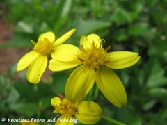 Einzelblüte, Otok Vir 12/2015