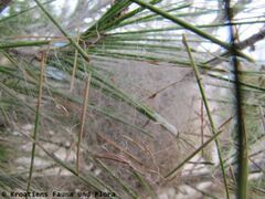 Die Fäden., Otok Vir 02/2015