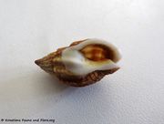 Tritia nitida Jeffreys, 1867. Fundort: Vir 06/2018, Meerestier