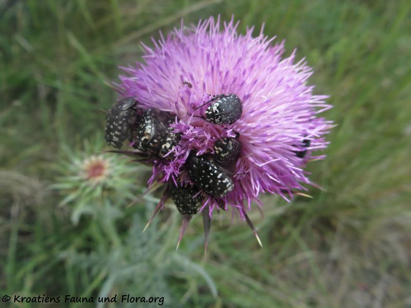 Datei:200514 664 k.jpg