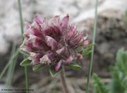 Jacquins Wundklee, ranovka sitnolistna. Fundort: Vratnik 05/2013