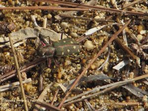 Calo lit Vir 110908 43.jpg