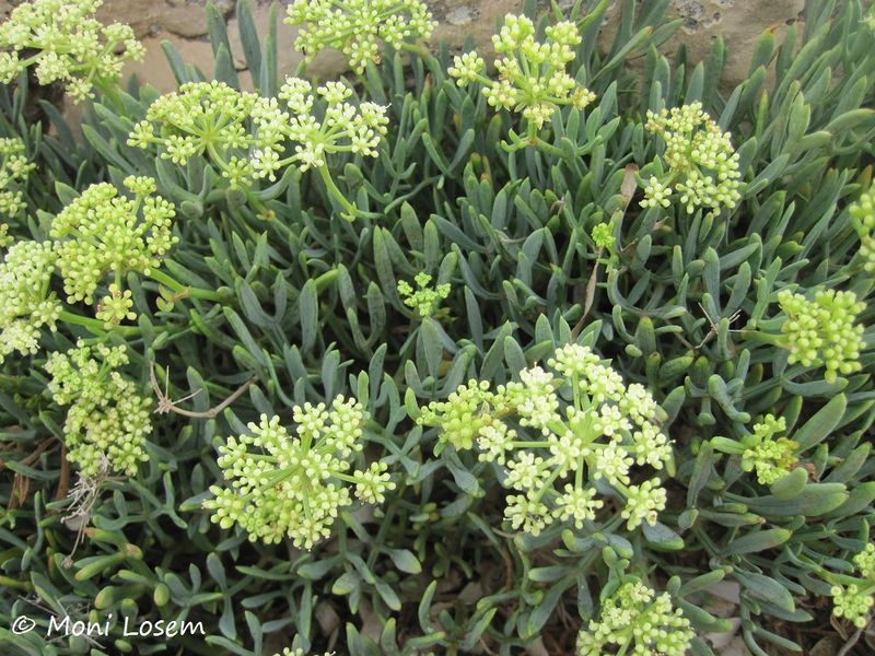 Datei:Crithmum maritimum Linné, 1753, Vir 120906 1884.jpg