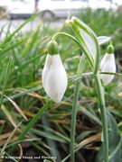 Knospe, Wien Floridsdorf 02/2016