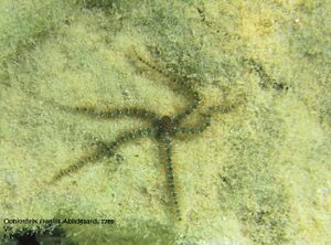 Ophiothrix fragilis Abildgaard, 1789 Vir 100917 01.jpg