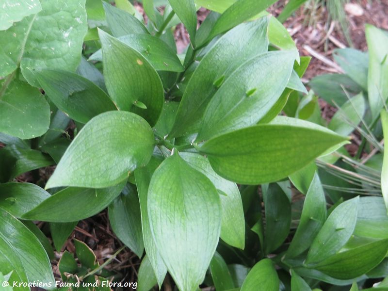 Datei:Ruscus hypoglossum Linné, 1753 Biog 180129 10611 txt.jpg