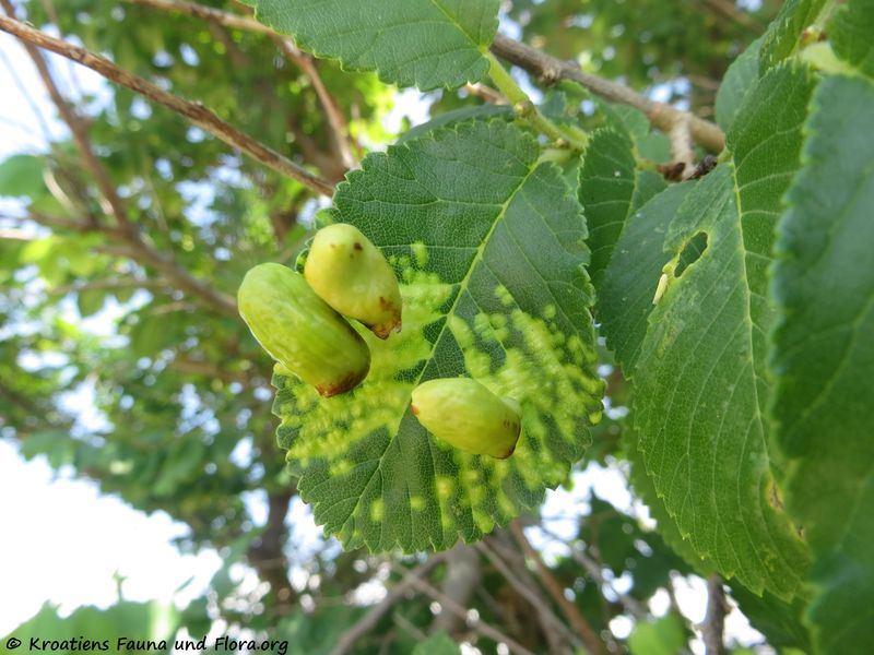 Datei:Tetraneura (Tetraneura) ulmi Linné, 1758 Sab 180520 13770.jpg