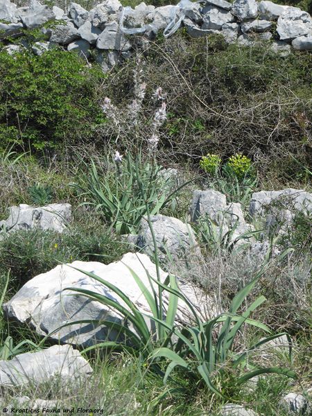 Datei:Asphodelus aestivus Brotero, 1804 Vir 110421 347 Hab2.jpg