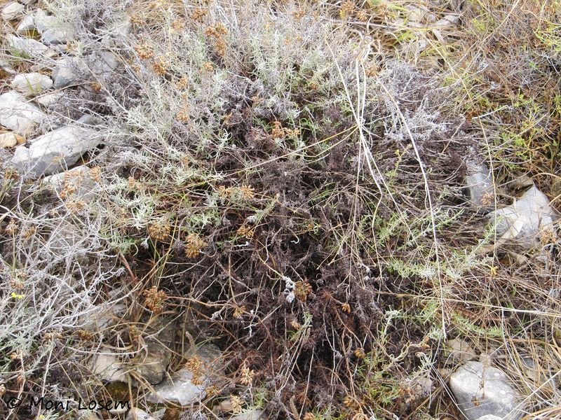 Datei:Heli itali Vir Orobanche 120901 1673.jpg