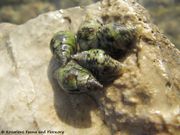 Pisania striata Gmelin, 1791 - Klipphorn, pjegavi rogač. Fundort: Vir 12/2012, Meerestier