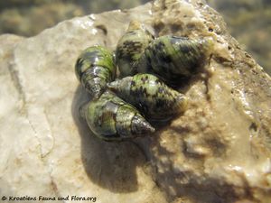 Pisania striata Gmelin, 1791 Vir 121017 3504.jpg