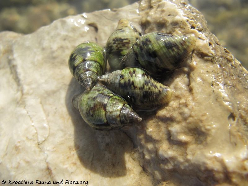 Datei:Pisania striata Gmelin, 1791 Vir 121017 3504.jpg