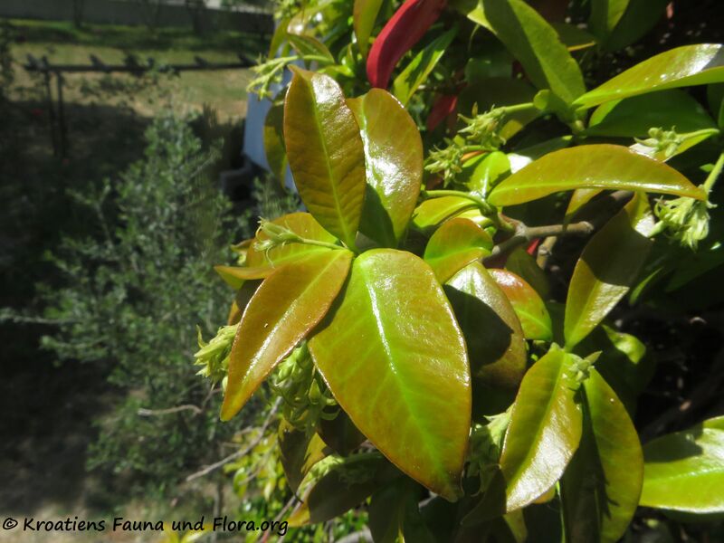 Datei:Trachelospermum jasminoides (Lindley) Lemaire, 1851 Zad 200429 494.JPG