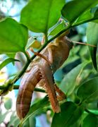 Die Heuschrecke pumpt sich auf, Vir 08/2016