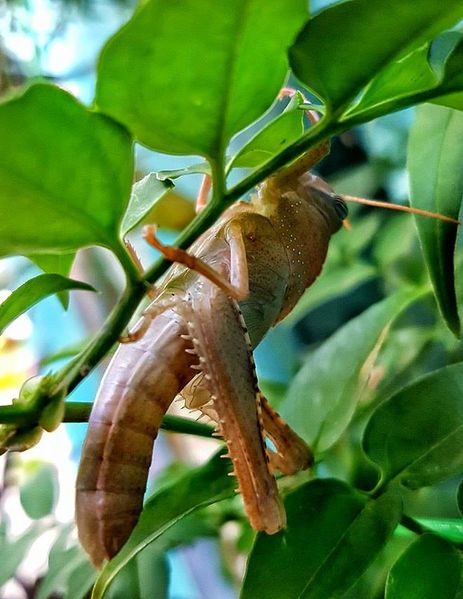 Datei:160819 Anacridium Đurđa Backstuber 2.jpg