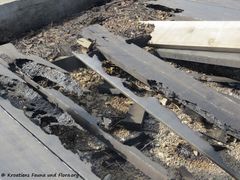 190224 0199 Nin k.jpg