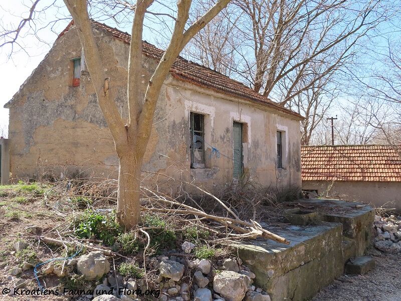 Datei:210308 1813 Vrana.jpg