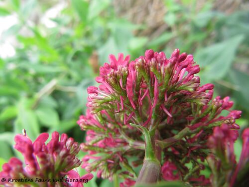 CentRub Vir Blü 150503 0444.jpg