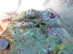 Gemeinsam mit Ophiothrix fragilis Abildgaard, 1789, dem Zerbrechlichen Schlangenstern, Vir 09/2012