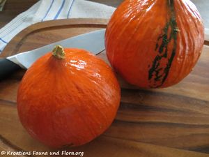 Cucurbita maxima Lamarck, 1786 Vir 171208 10256.jpg