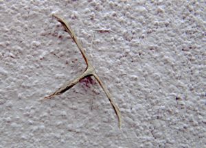 Gyps bapt Vir 151215 2932d.jpg