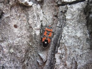 Lygaeus equestris Linné, 1758 Vukovar 111029 171.jpg