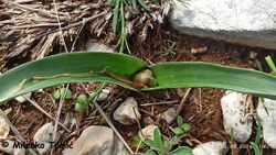 240404 Colhung Milenko Tomić K.jpg