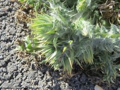 CardNut Vir 190214 0159.jpg