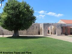 Celtis 230728 4281.JPG