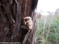 Mantis sp. Pola 200115 59 K.jpg