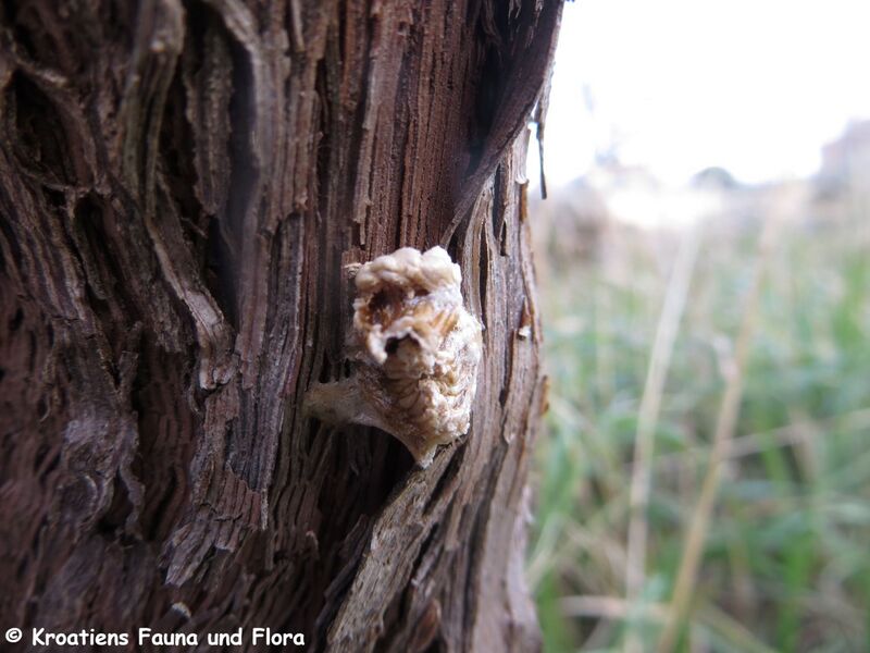 Datei:Mantis sp. Pola 200115 59 K.jpg