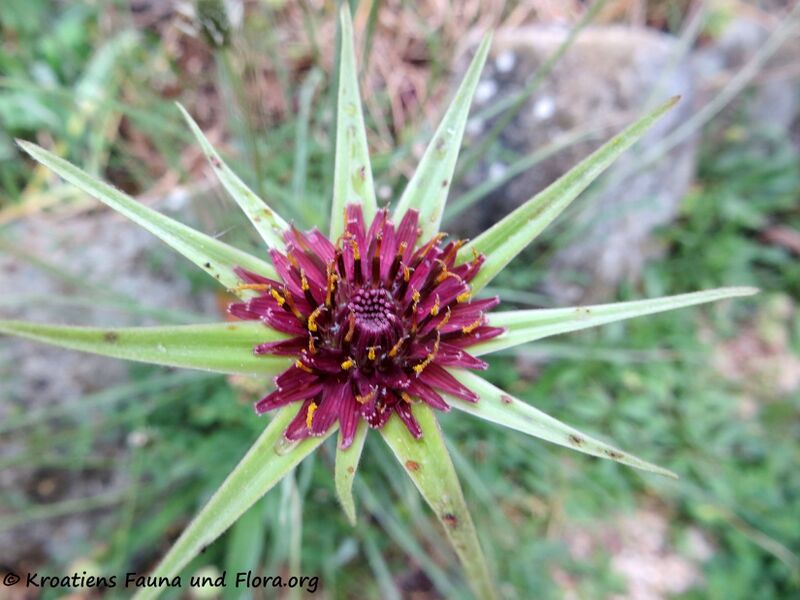 Datei:TragPor Blü 4 Zad 200511 607 k.jpg