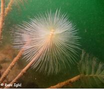 © Đani Iglić, Maslenićko ždrilo 02/2020