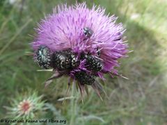 Auf Carduus nutans Linné, 1753 - Nickende Distel, badelj, Otok Vir 5/2020