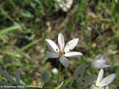 Einzelblüte, Vir 05/2013
