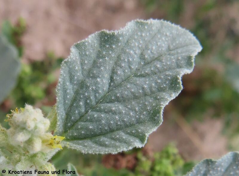 Datei:Bla ChrozTinct Vrana 230728 4314.JPG