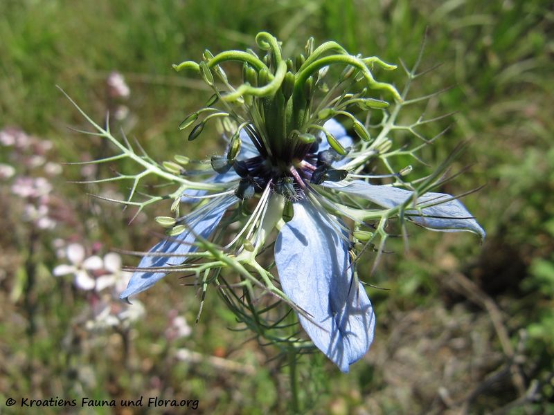 Datei:NigellaDamasc Vir 130518 1883.jpg
