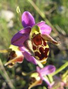 Schnepfen-Ragwurz, roščićasta kokica