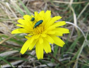 Psilothrix viridicoerulea Geoffroy, 1785 Vir 170424 7233.jpg