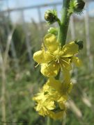 Agrimonia odorata Miller, 1768, Großer Odermennig, turica, Vir 06/2013. Heilpflanze