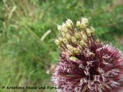 Allium amethystinum Tausch, 1828