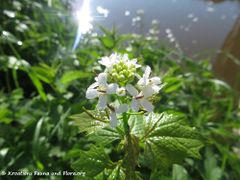 Neustadt an der Waldnaab 05/2017
