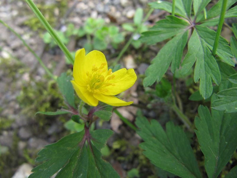 Datei:Ane ran R Sta 120403 150.jpg