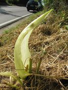 Arum italicum Linné, 1753 - Italienischer Aronstab, talijanski kozlac. Fundort: Nin 05/2013, Giftpflanze , Heilpflanze