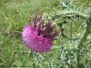 Nickende Distel, poniknuti stričak. Fundort: Vir 05/2014, Heilpflanze, Essbare Pflanze