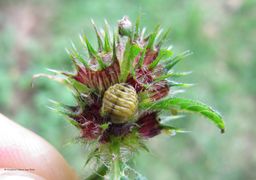 ChrysoFast Wolk 130902 3839.jpg