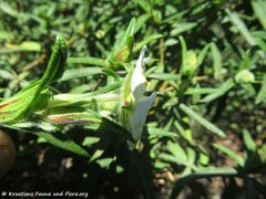 Sakarun, Dugi Otok 04/2018